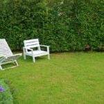 ¿Cómo podar nuestros setos del jardín y herramientas para usar?