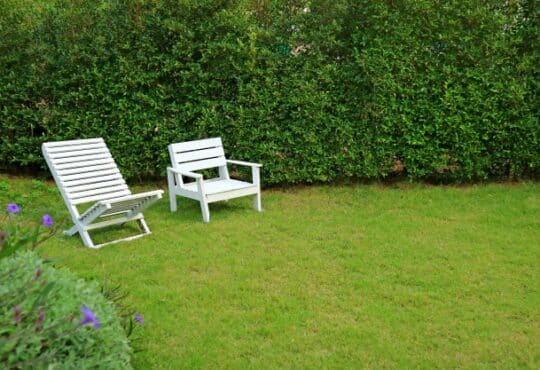 ¿Cómo podar nuestros setos del jardín y herramientas para usar?